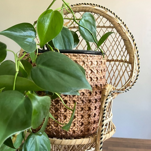 Peacock chair - Picture 7 of 7